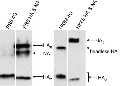 FIG 4 