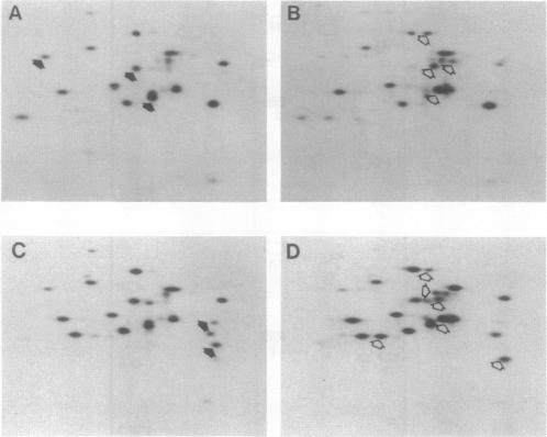 graphic file with name pnas01085-0161-a.jpg