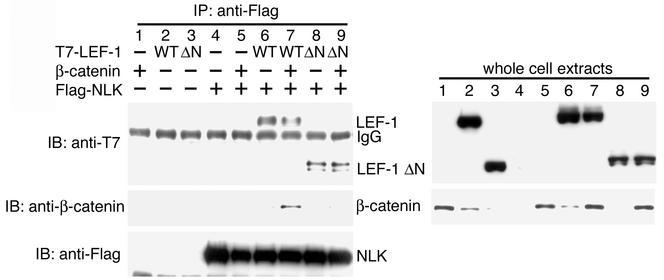 FIG. 1.