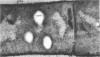 386