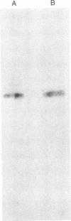 4800