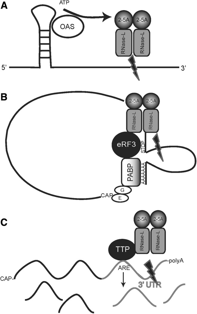 FIG. 2.