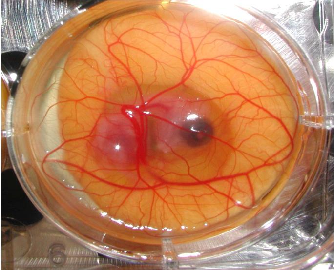 Fig. V