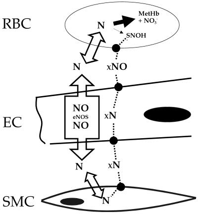 Fig 5.