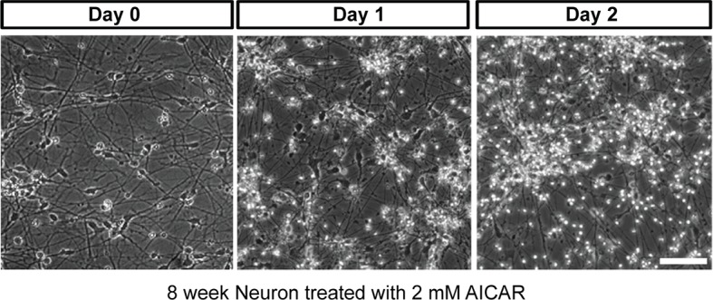 Figure 4—figure supplement 3.
