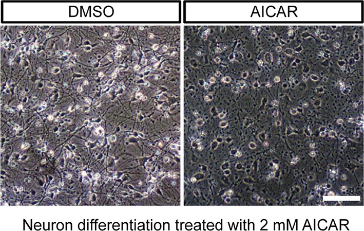 Figure 4—figure supplement 2.