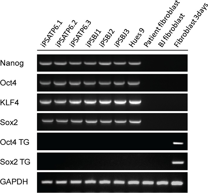 Figure 2—figure supplement 1.