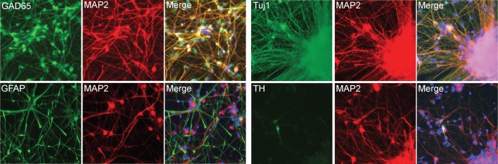 Figure 2—figure supplement 7.