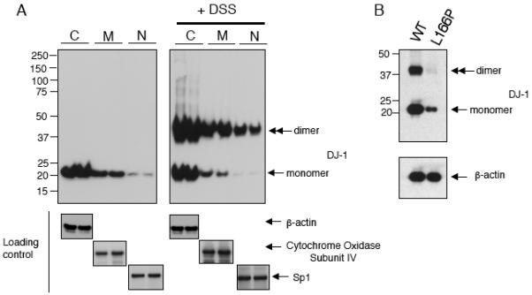 Fig.2