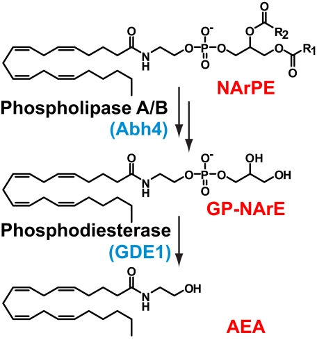 FIGURE 1.