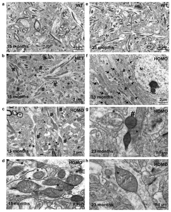 Fig. 12
