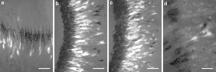 Fig. 5