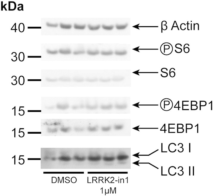 Supplementary Fig. S3