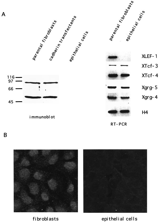 FIG. 6