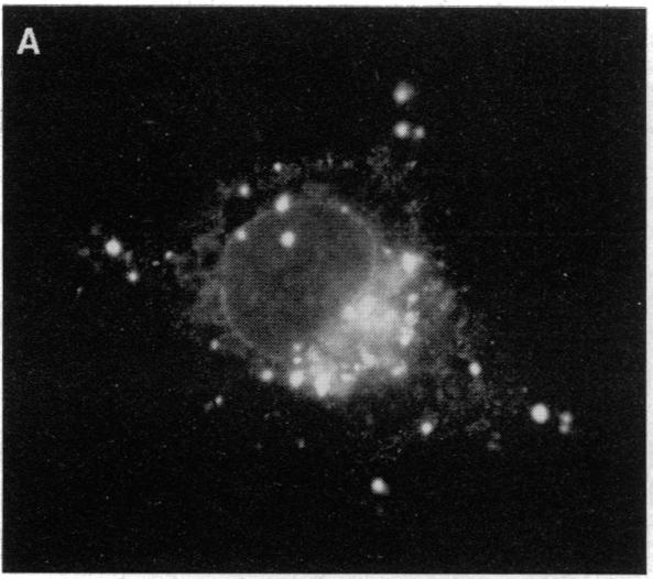 graphic file with name pnas01064-0072-a.jpg