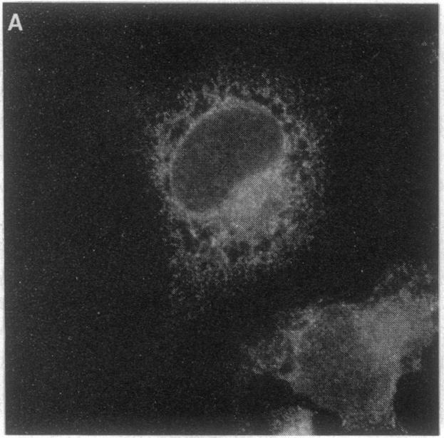 graphic file with name pnas01064-0071-c.jpg