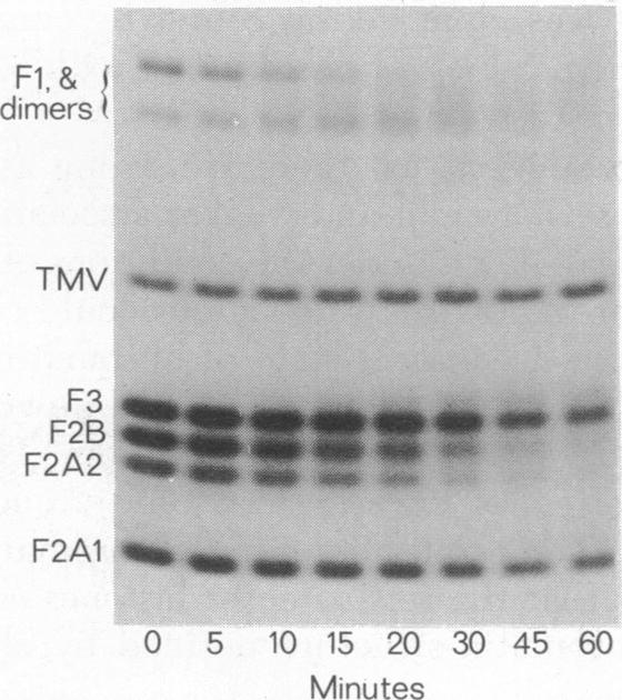 graphic file with name pnas00050-0162-b.jpg