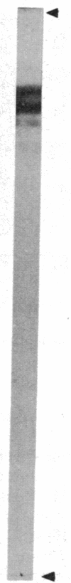 1007