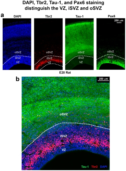 Figure 24