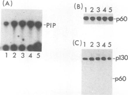 graphic file with name molcellb00138-0212-b.jpg