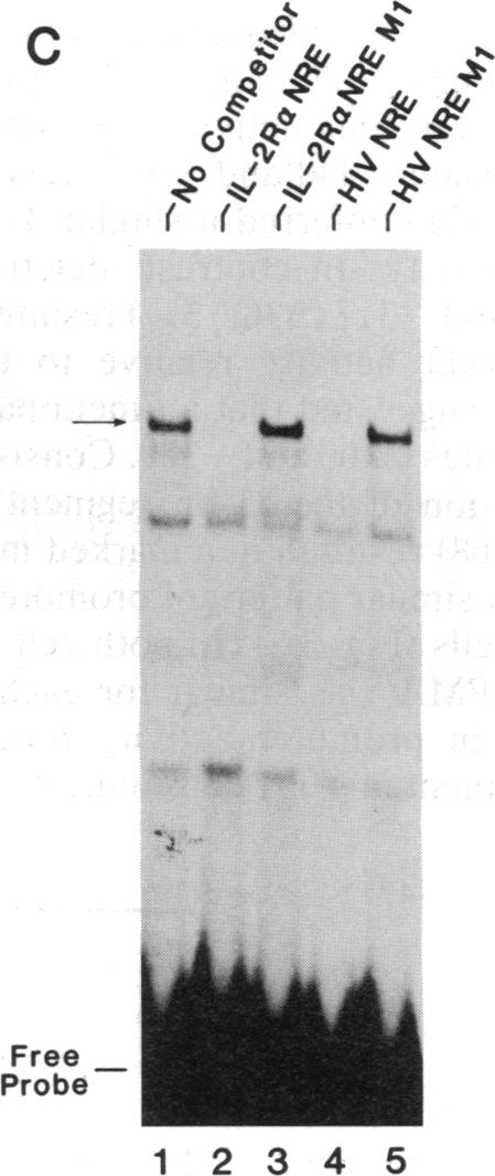 graphic file with name pnas00288-0363-a.jpg