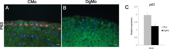 FIGURE 5: