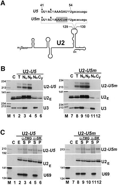 graphic file with name cde037f5.jpg