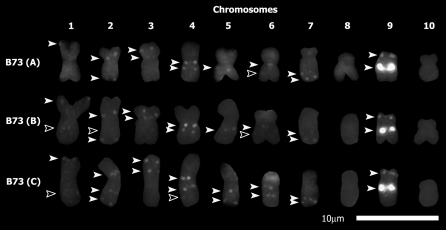 Figure 3.—