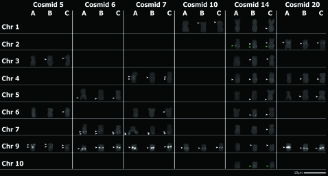 Figure 4.—