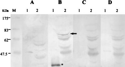 FIG. 7