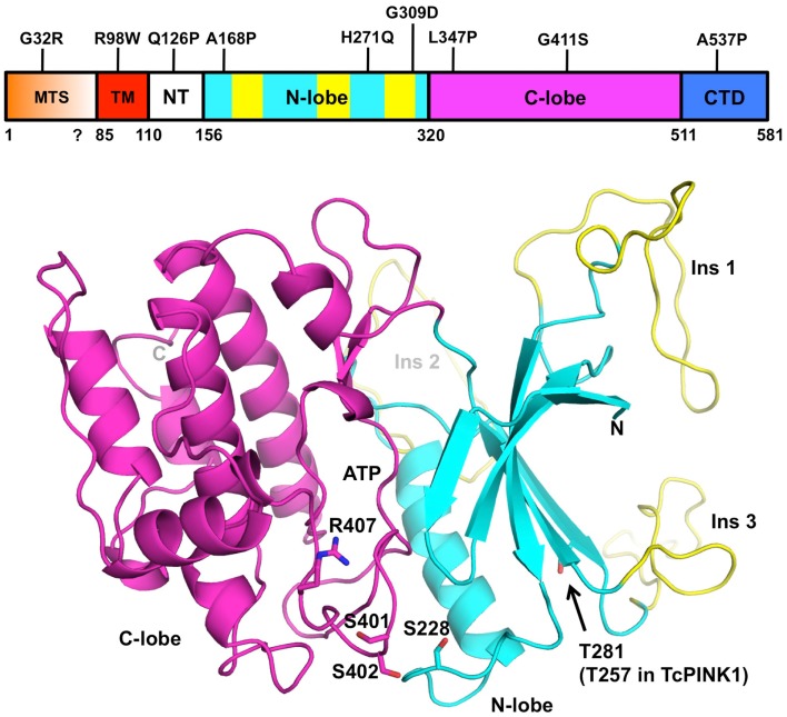 Figure 2