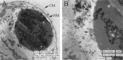 FIG. 2.