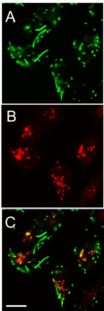 FIGURE 3