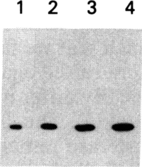 graphic file with name pnas00343-0103-h.jpg