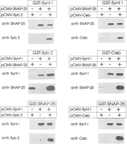 graphic file with name emboj00069-0047-a.jpg