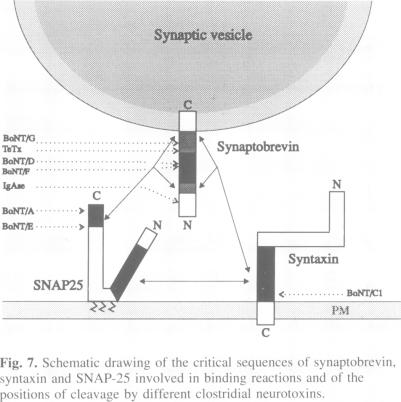graphic file with name emboj00069-0050-b.jpg