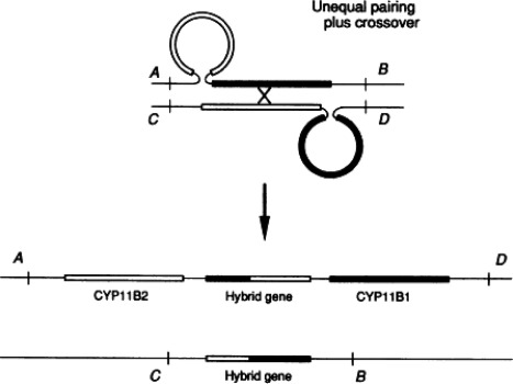 Fig. 12.