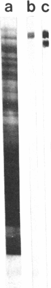 2615