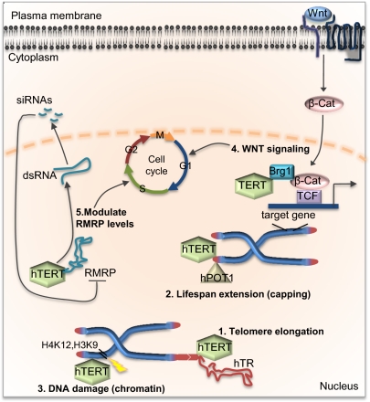 Fig. P1.