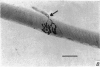 264-1