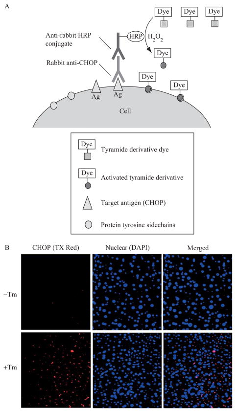 Figure 20.5