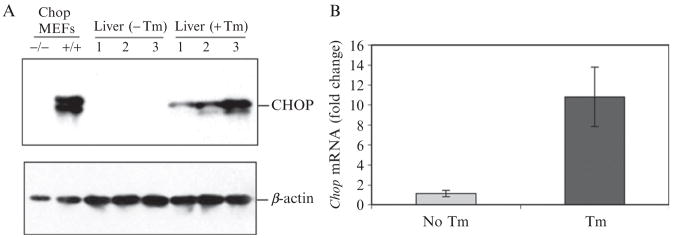 Figure 20.4