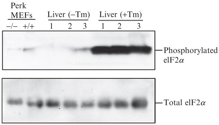Figure 20.3