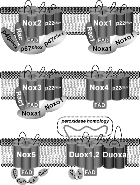 FIG. 2.