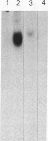 2433