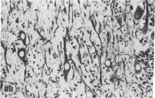 graphic file with name pnas00645-0330-f.jpg