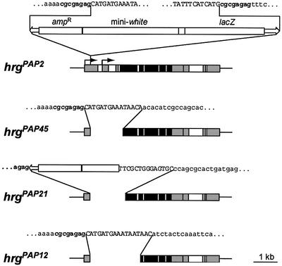graphic file with name cdf633f4.jpg