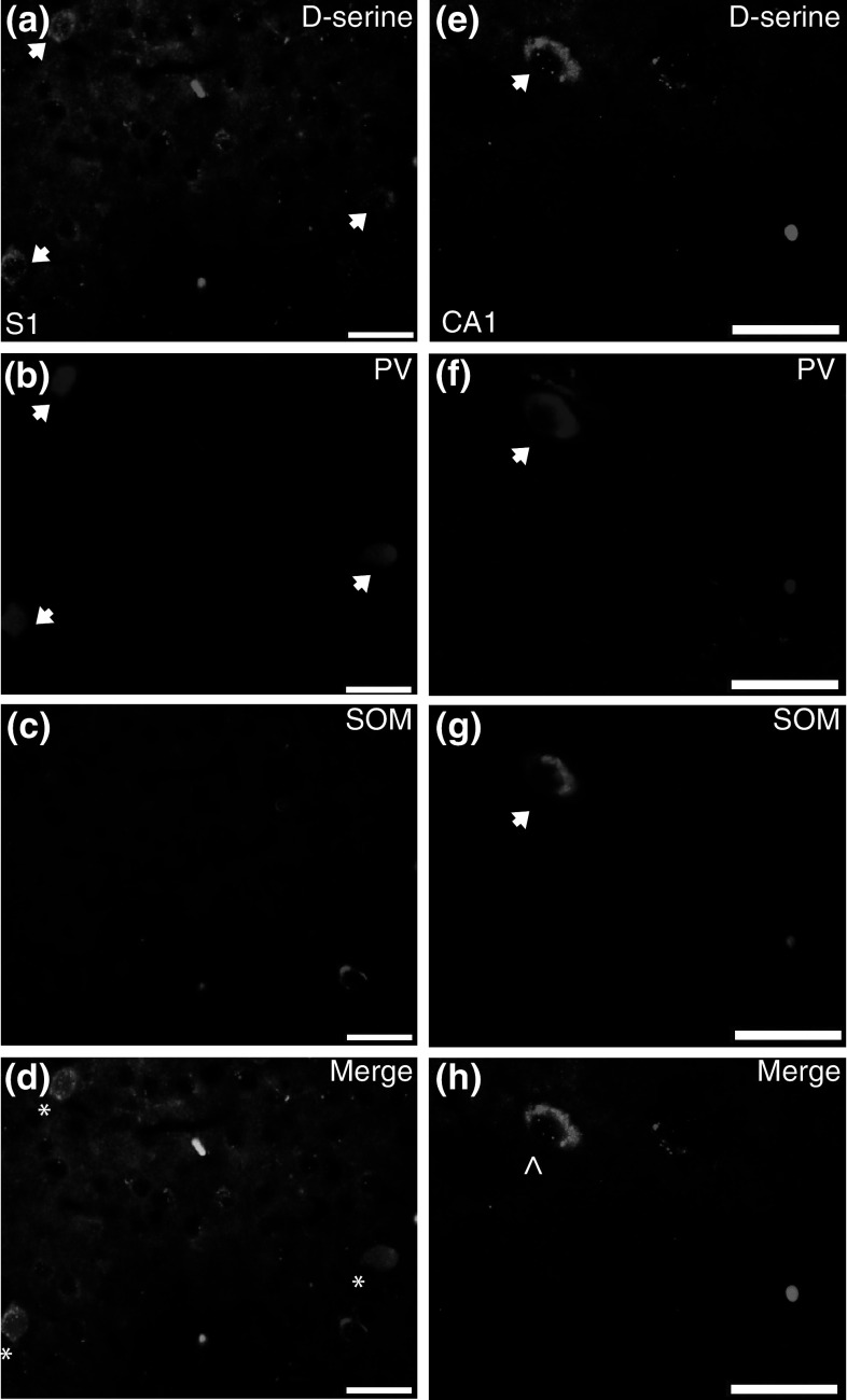 Fig. 8