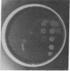 1949