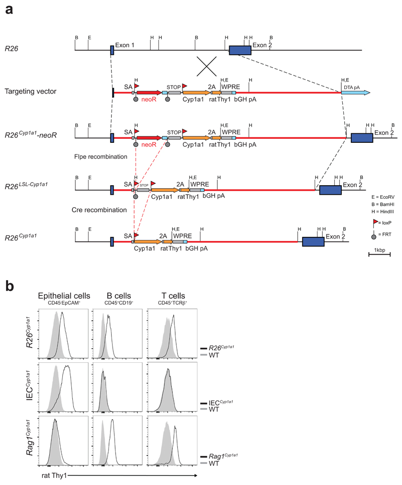 Extended Data Figure 1